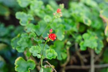 Red Geranium flowers with green leaves in a garden