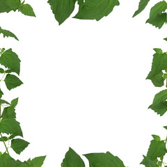 Fototapeta premium green leaves frame