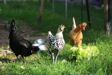 Spring. Chickens as pets -6. Three hens-friends. Blackie, Dalmatina and Caramel.