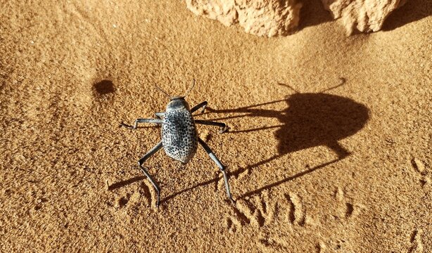 Onymacris rugatipennis Algieria Sahara Deserts