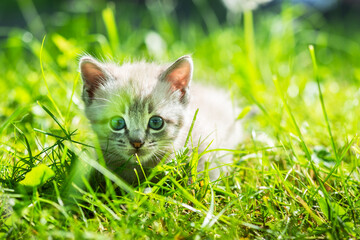 A small kitten with captivating blue eyes frolicking amidst lush green grass in the backyard