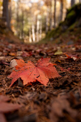 登山道に落ちた紅葉した楓の葉