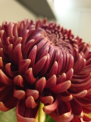 flower, purple, nature, plant, pink, garden, spring, cornflower, macro, summer, allium, closeup, flora, bloom, flowers, beauty, blossom, violet, herb, blue, close-up, onion, color, floral, lilac