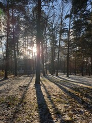 Obraz premium forest, tree, nature, trees, autumn, landscape, green, woods, park, wood, pine, path, foliage, sun, fall, season, light, leaf, spring, plant, leaves, woodland, environment, road, natural