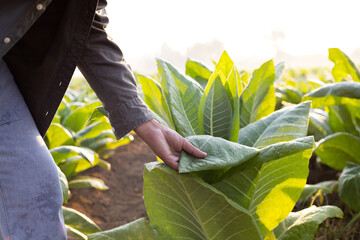 Farmers harness technology in tobacco fields, The core data network in the Internet agriculture...