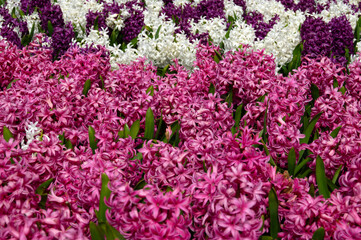 spring flower with bright  bloom