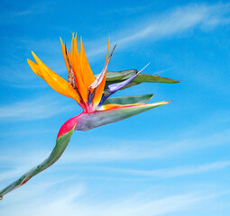 Bird of Paradise flower