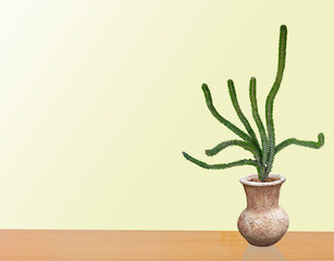  succulent plant in pot