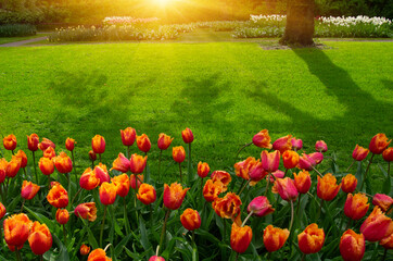 Park of blooming flowers