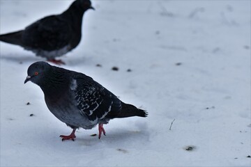 pigeon on snow