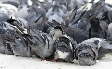 pigeons on the ground