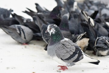 Fototapeta premium Flock of pigeons on frozen lake in cloudy winter day close up in Ukraine
