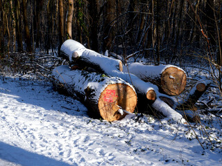 Winter im Park