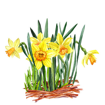 Yellow Narcissus in the greenery