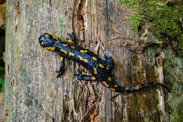 The fire salamander (Salamandra salamandra) is possibly the best-known salamander species in Europe. Macro portrait on old wood, view from above.