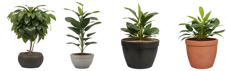 Set of potted green plants on transparent background - nature - forest - tropical jungle element - video compositing footage