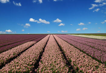 Fototapeta na wymiar Field of hyacinths in the Netherlands