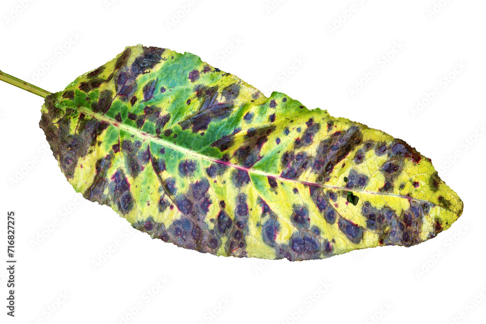 Poster autumn leaf in fall colour during november, macro close up cut out and isolated on a transparent bac