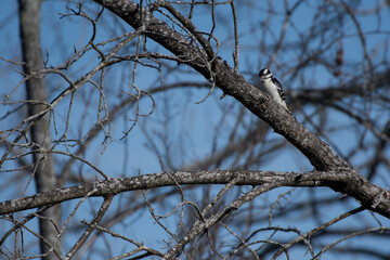 Hairy Woodpecker climbing up a tree branch during December in New York