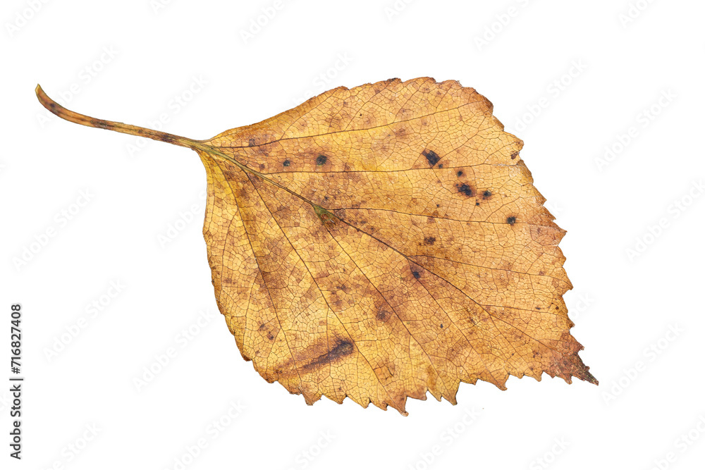 Canvas Prints autumn leaf in fall colour during november, macro close up cut out and isolated on a transparent bac