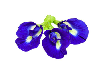 close up of butterfly pea flower or Clitoria ternatea isolated on transparent background png