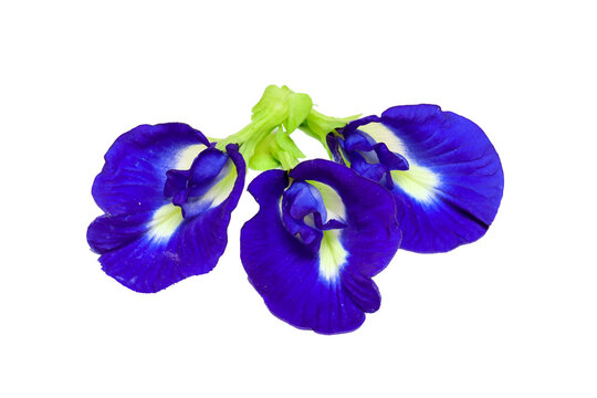 close up of butterfly pea flower or Clitoria ternatea isolated on transparent background png