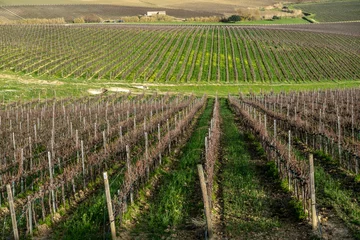 Crédence de cuisine en verre imprimé Vignoble Palermo, Sicily, Italy Grape vines growing in a beautiful landscape in winter.