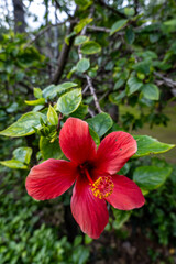 Fototapeta premium Palermo, Sicily, Italy A red Hibiscus flower on a tree.