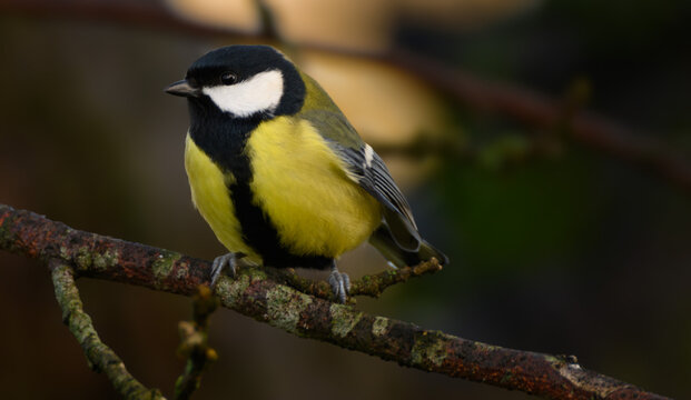 Big Tit Images Browse 332 Stock Photos Vectors And Video Adobe big-tit-images-browse-332-stock-photos-vectors-and-video-adobe