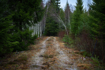 path in the woods