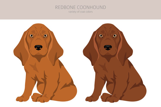 Redbone coonhound puppies  clipart. Different poses, coat colors set