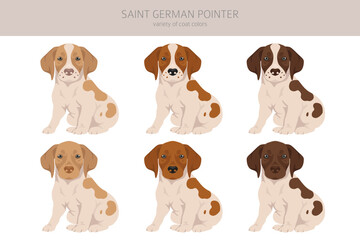 Saint German Pointer puppies clipart. All coat colors set.  All dog breeds characteristics infographic