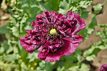 Black poppy flower