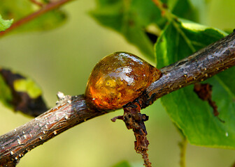 Natural gum of apricot tree