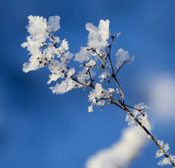 Obraz premium Ice on a dried flower