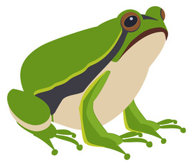 Fototapeta premium Green frog. Sitting amphibia. Wild animal icon