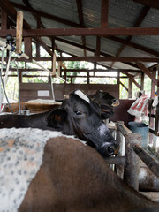 Cow Expressing Sadness in Milking Parlor on Dairy Farm