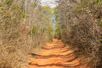 Dirt road in the Kirindy dry forest, Madagascar