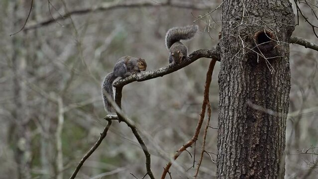 Two Grey Squirrels hanging out high in an oak tree on a small limb in the winter, Piedmont, North Carolina, USA.