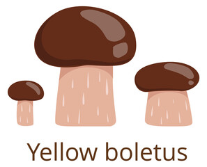 Yellow boletus. Brown cap mushroom color icon