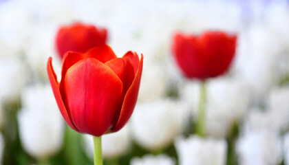 Fototapeta premium A vibrant red tulip stands out among soft-focus white and red tulips; showcasing nature’s beauty. Ideal for spring themes; it highlights renewal and growth.