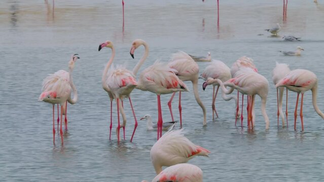 Flock of flamingos with pink legs and feathers wading in water
