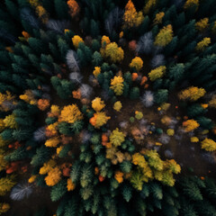 top view of autumnal forest, nice colors 