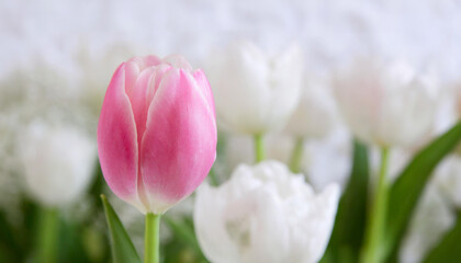A delicate pink tulip stands out against a soft-focus white tulips backdrop of blooming flowers. Ideal for spring themes, romantic and floral designs.