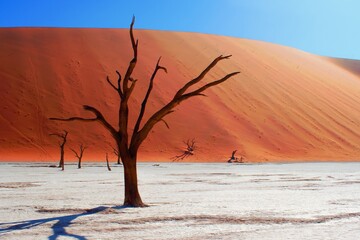 Fototapeta na wymiar Dead Camelthorn trees and red sandy dunes in Deadvlei, Sossusvlei, Namib-Naukluft National Park, Namibia