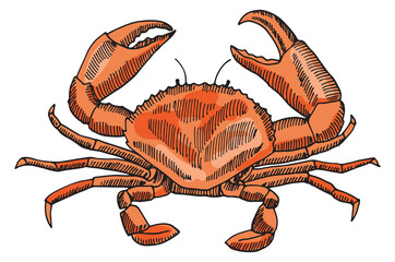 Red crab illustration. Hand drawn shellfish icon