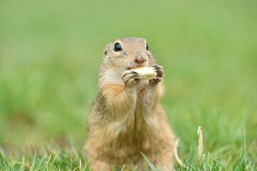 Ground squirrel keeps food in the front paws and eats in the grass