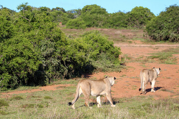 Lionesses in the wild