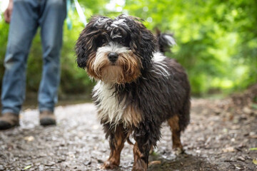 Old English Sheepdog Bobtail running free in nature outdoor