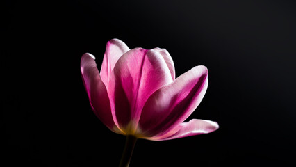 A radiant pink tulip blooms against a dark backdrop, highlighting its vibrant petals and delicate structure